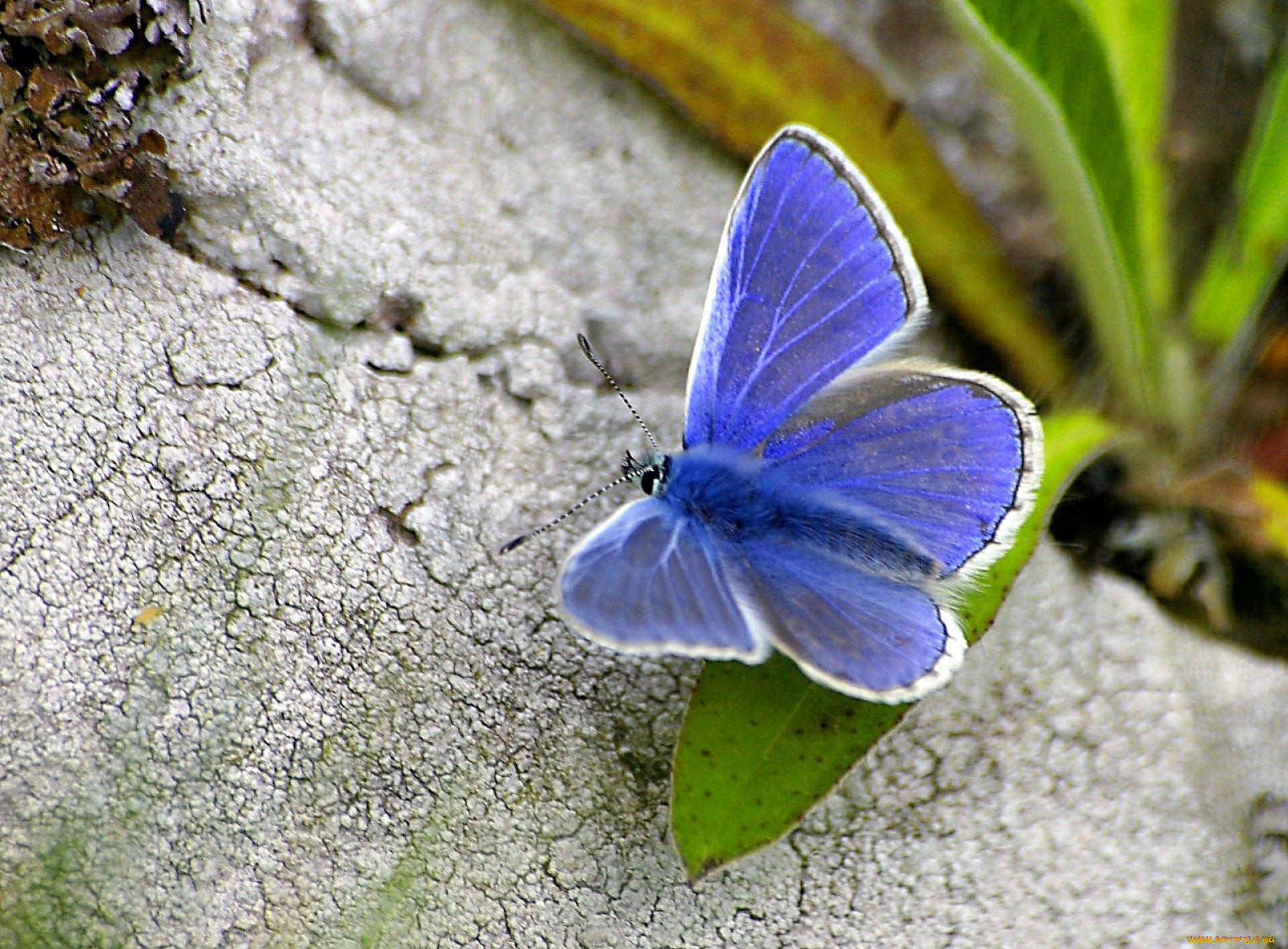 Голубая бабочка Геншин